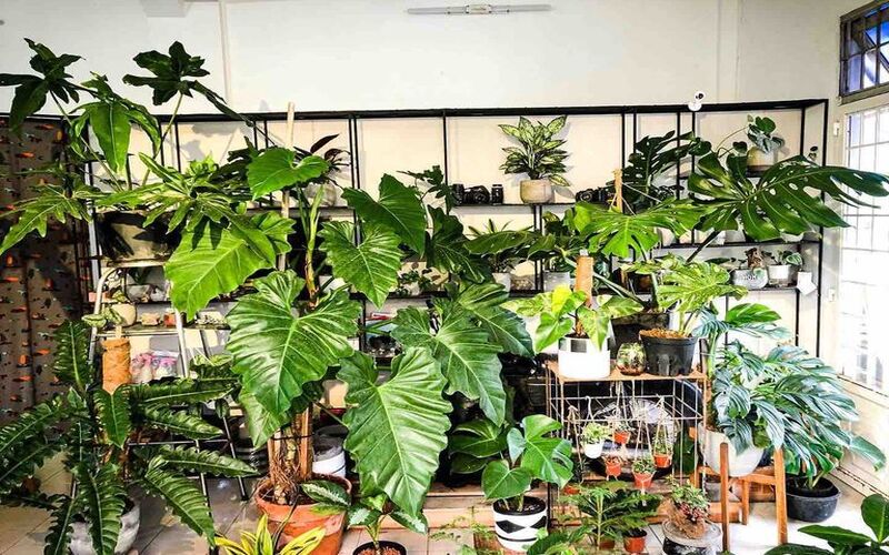 CC Concept Garden focuses on aroid plants from the Araceae family