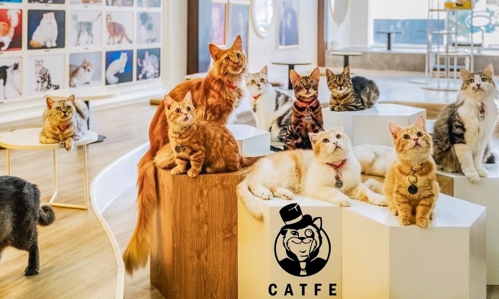 The café is home to an impressive collection of cats
